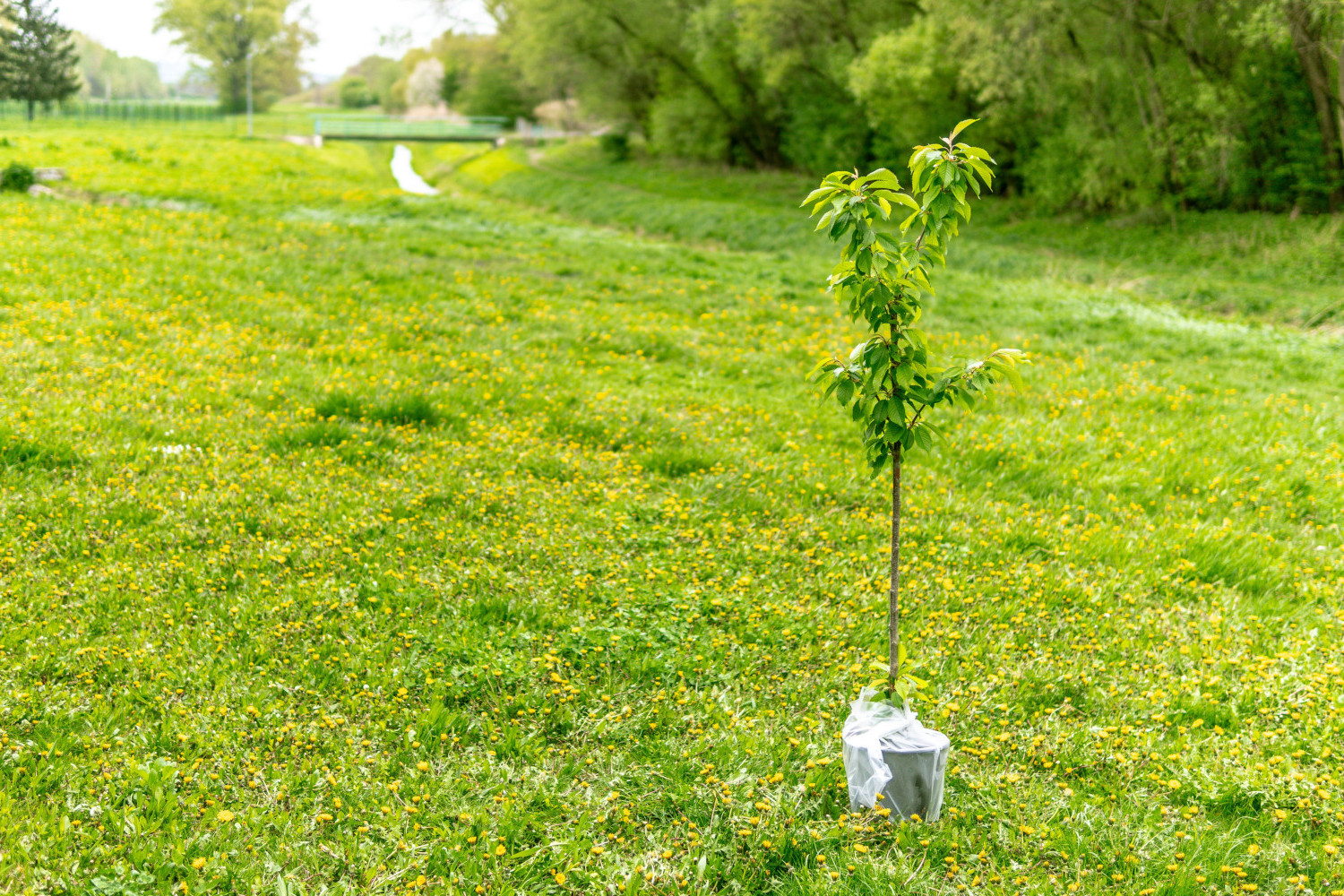 Tree Planting