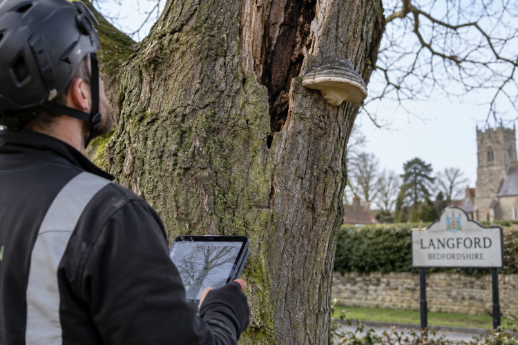 Tree Risk Assessments in Langford