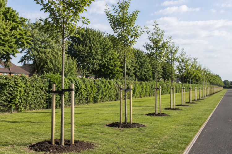 Tree Planting
